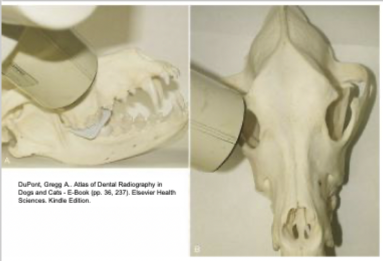 <p>45-55 degree caudal rostral oblique in sternal recumbency</p>