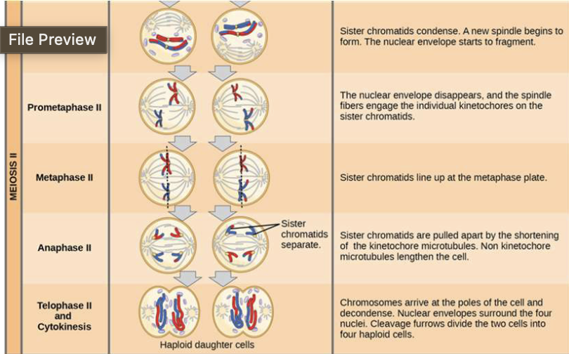 <p>Meosis II - <strong>Separation of Sister Chromatids</strong>: (EXAM)</p>