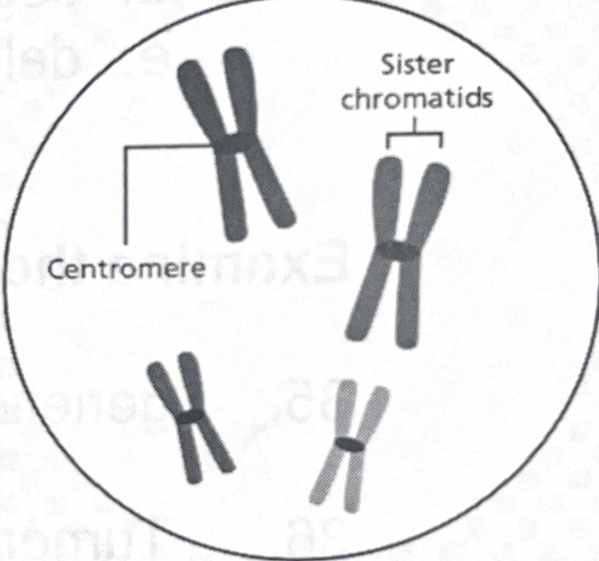 <p>the diagram illustrates a cell that has a diploid number of 4 (n=4). after DNA replication and chromosome condensation prior to division, the cell can be illustrated like this. the chromosome pairs can be distinguished due to their size.</p><p><br>draw how the chromosomes would appear during metaphase of meiosis II.</p>
