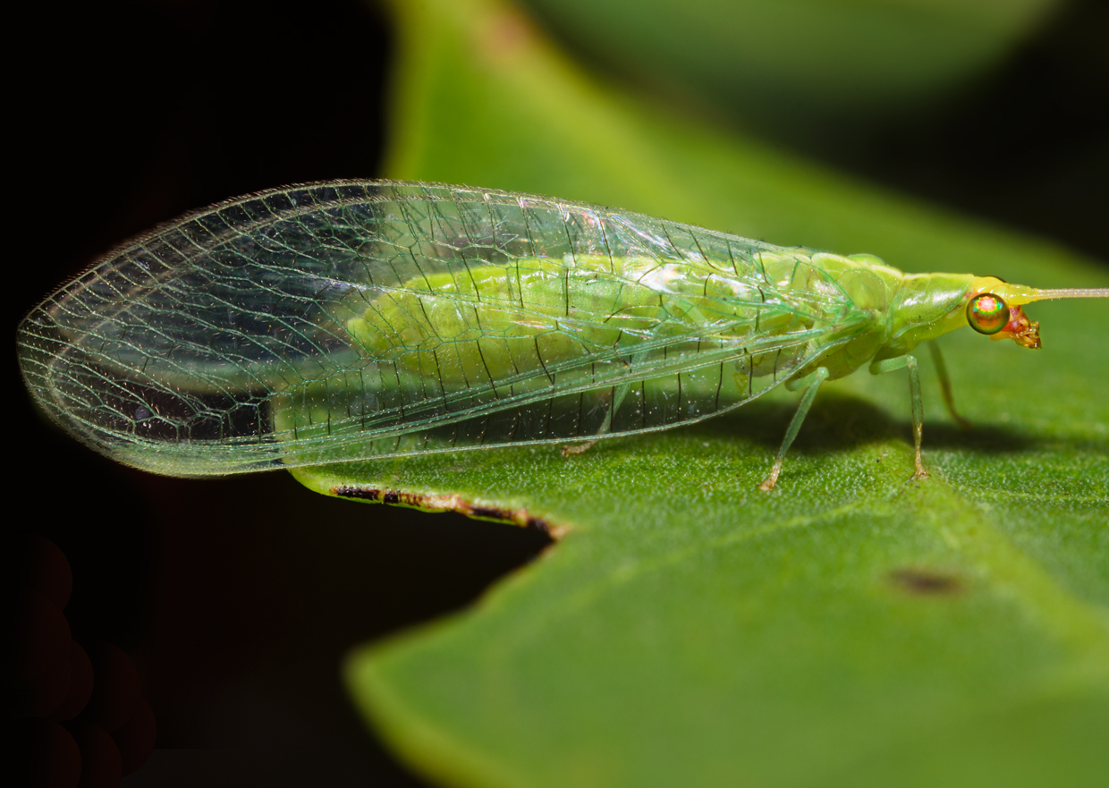 <p><em>Lacewings</em></p><ul><li><p><strong>Holometabolous</strong></p></li><li><p><strong>Most terrestrial and live in vegetation or soil, some are aquatic</strong></p></li><li><p>Many are carnivorous</p></li><li><p><strong>Eggs are laid on silken strands</strong></p></li><li><p><strong>Description (general):</strong></p><ul><li><p><strong>Compound eyes</strong></p></li><li><p><strong>Antennae present</strong></p></li><li><p><strong>Chewing or grasping-sucking mouthparts</strong></p></li><li><p><strong>Wings held roof-like, many have veined wings</strong></p></li><li><p><strong>6 legs, each ending with claws (as larvae)</strong></p></li></ul></li></ul><p></p>