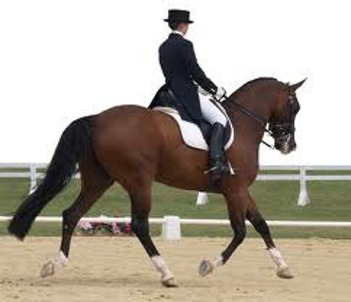 <p>horse riding, ride a horse</p>