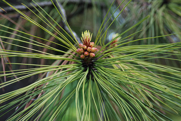<p>Needles in bundles of 3. Soft sweet cones. </p>