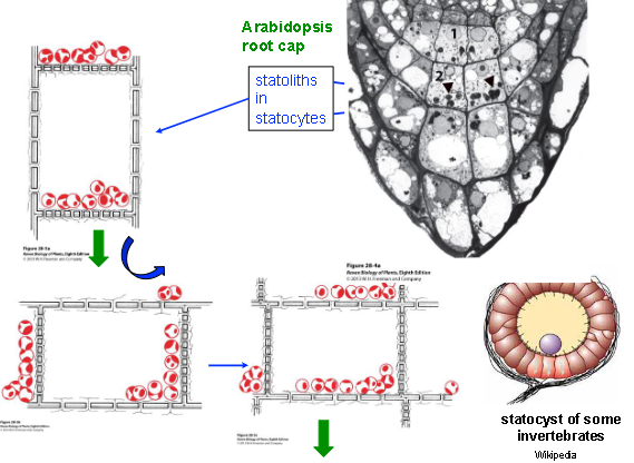 <p>statolith brushes against sensory hairs, which leads to action potentials in nerve cells </p>