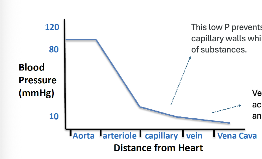 <p>aora/arteries: have the <strong>highest</strong> pressure (~120mmHg), pressure is <strong>pulsatile</strong> due to heart contractions</p><p>arterioles: <strong>largest drop</strong> in pressure, major <strong>resistance</strong> vessels</p><p>capillaries: <strong>low pressure</strong> (~10-30mmHg), <strong>prevents</strong> <strong>damage</strong> to <strong>thin</strong> <strong>capillary</strong> <strong>walls</strong>, allow <strong>diffusion</strong> of <strong>gases</strong> and nutrients</p><p>veins: <strong>very low</strong> pressure, <strong>blood</strong> moves <strong>back</strong> to <strong>heart</strong> slowly</p><p>vena cava: <strong>lowest pressure (~0mmHg)</strong></p>