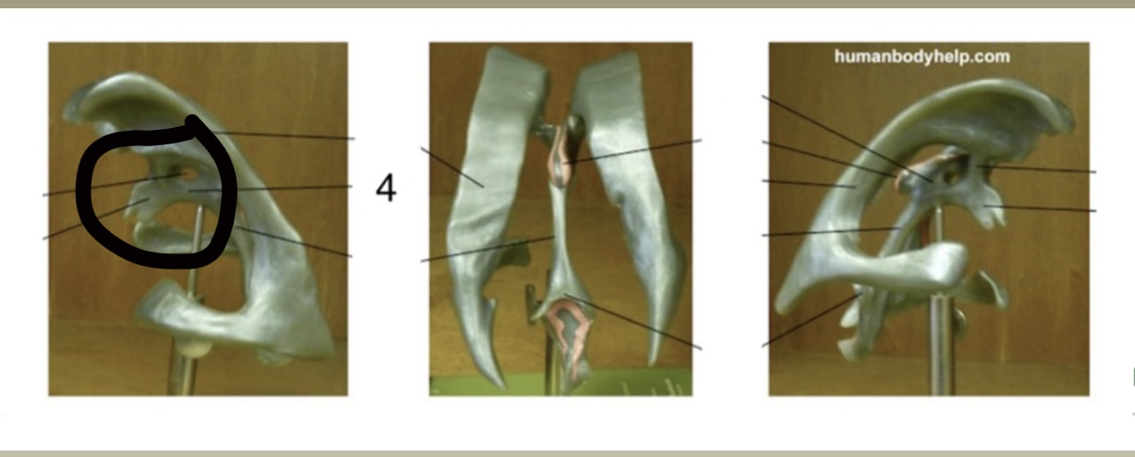<p>Location: Midline (more at the top); Function: Receives CSF from lateral ventricles</p>