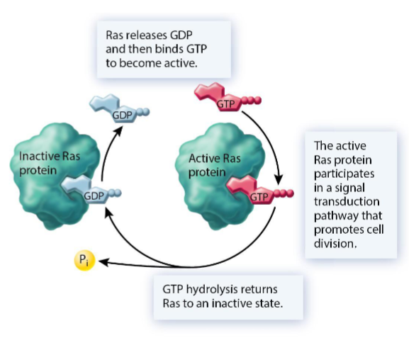 <p>When GTP binds to Ras, Ras plays a key role in a signal transduction pathway by hydrolyzing GTP to GDP, which returns Ras to an inactive state. Oncogenic mutations may decrease the ability of Ras to hydrolyze GTP or exchange GDP/GTP faster, keeping the signalling pathway constantly on.</p>