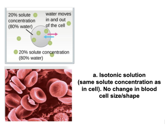 <ul><li><p>these solutions have equal amounts of solute inside and outside the cell thus do not affect the cell</p></li></ul><p></p>