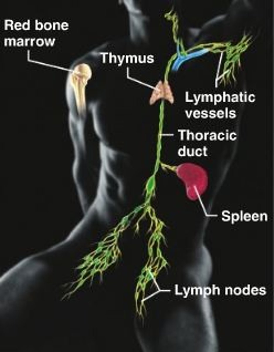 <p>Transports lymph and participates in immune responses.</p>