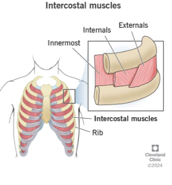<p>Intercostal muscles</p>