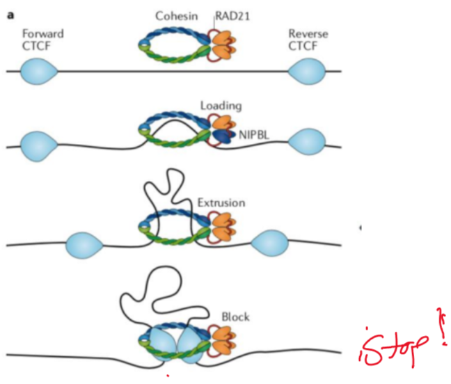 <p>protein complex that forms a ring around DNA, forming DNA loops (extrusion mechanism)</p>