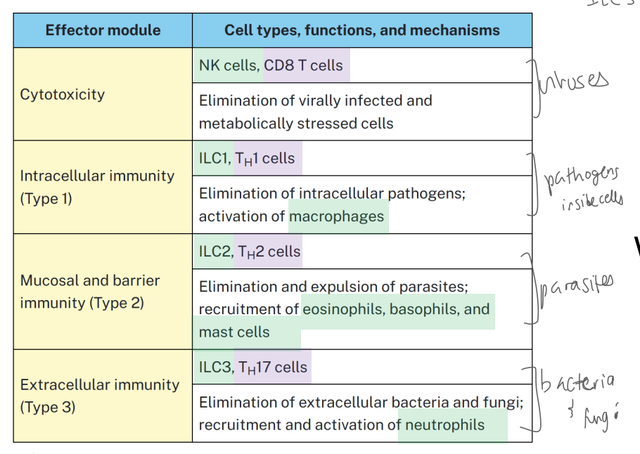 <p>The cytotoxicity effector module eliminates [viruses / pathogens inside cells / parasites / bacteria + fungi].</p>