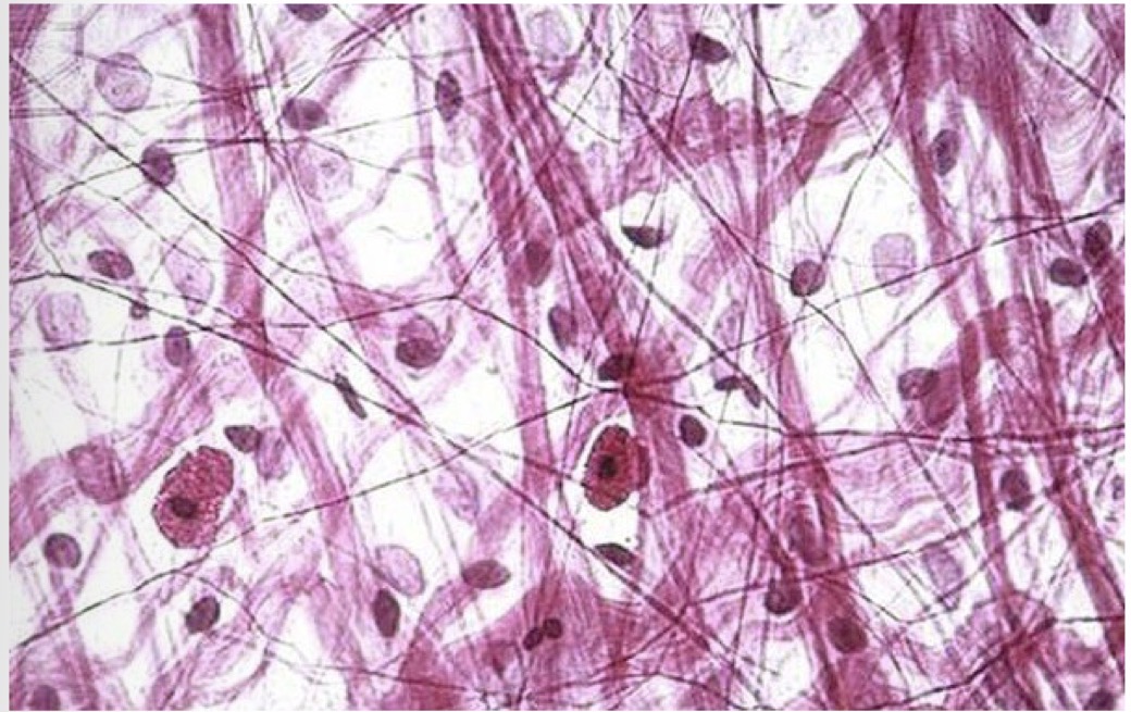 <p>What tissue is this?</p>