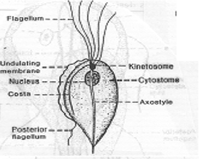 <p>What organism’s Anatomy is this? </p>