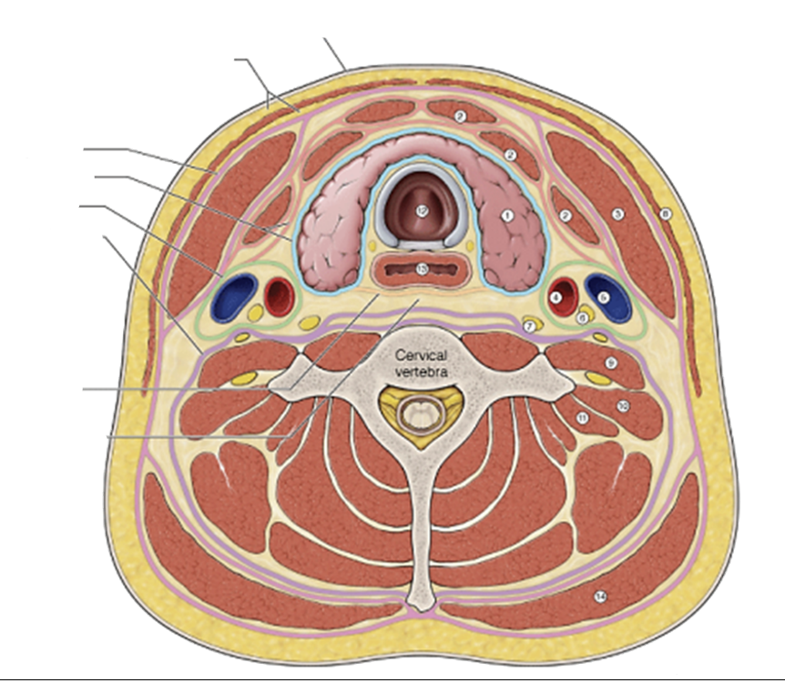 <p>Visceral (Pretrachial) Fascia</p>
