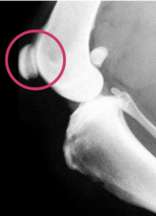 <p>what is the significance of the circled structure in the stifle joint</p>