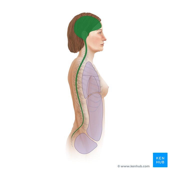 <p>located in the back of the body and contains the cranial cavity and the vertebral cavity</p>