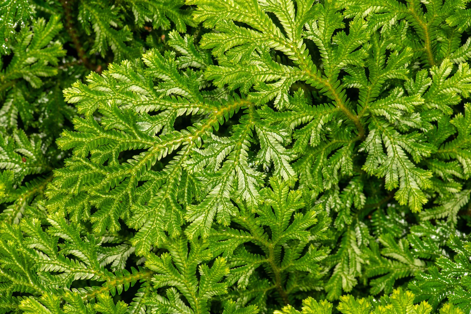 <p>Kingdom:</p><p>Phylum:</p>