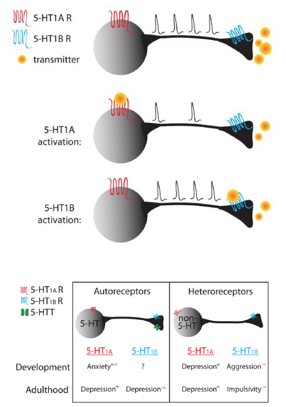 <ul><li><p><span style="color: red;">5-HT1A</span>: somatodendritic, inhibit action potentials</p><ul><li><p>Role in antidepressant response</p></li><li><p>Delayed desensitization w/SSRIs (how receptor responds to agonist)</p></li></ul></li><li><p><span style="color: blue;">5-HT1B</span>: presynaptic, NT release</p><ul><li><p>Social behavior and other roles</p></li><li><p>KO mouse shows more aggression and impulsivity</p></li></ul></li></ul><div data-type="horizontalRule"><hr></div><ul><li><p>usually inhibitor receptors? (only for action potentials and not any other functions)</p></li><li><p>diff receptors related to diff social behaviours</p></li></ul><p></p>