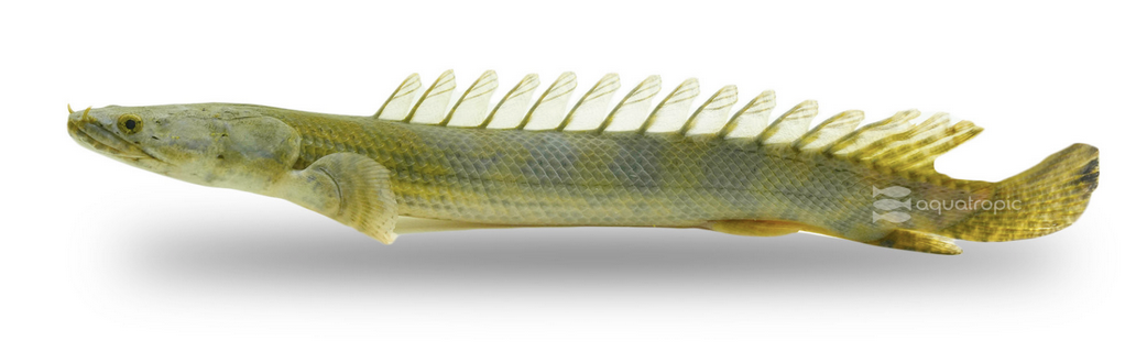 <p>Actinopterygiian</p><p>swimbladder dorsal to foregut</p><p>fringing fulcra</p>
