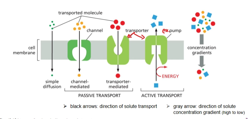 <p>2 classes: channel proteins, transporter proteins</p><p><u>Transport polar and charged molecules</u> (small, nonpolar molecules can just simply diffuse on their own)</p><ul><li><p>selective</p></li></ul><p></p>