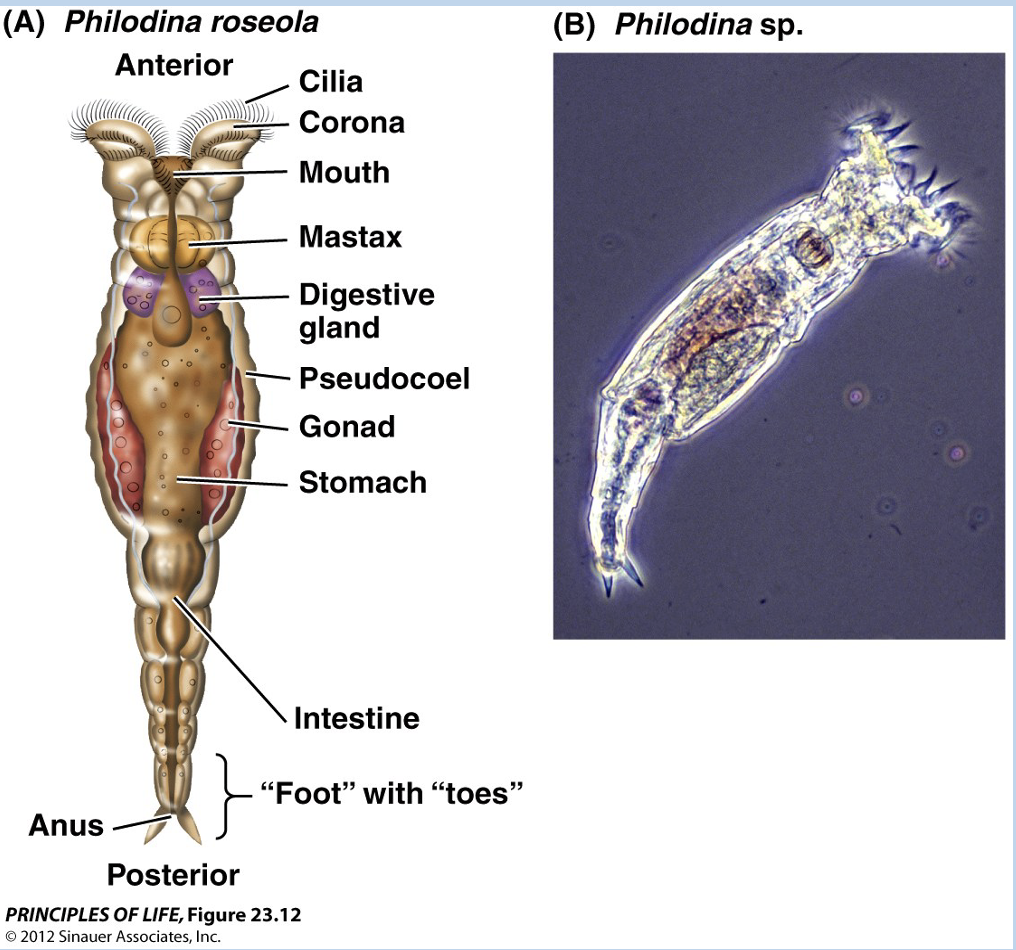 <p>Name means “confluent” “skin”; AKA rotifers (what we observed in lab)</p><p>These are <strong>tripoblastic</strong>, <strong>pseudocoelomate</strong>, <strong>bilateral</strong>, and <strong>protostome</strong></p><p>These have organ systems including an alimentary canal, they are found in fresh water, marine systems, and soil</p><p>Important body structures: <strong>corona</strong> (wheels in food), <strong>mastax</strong> (food crusher), <strong>stomach</strong> </p><p>One class of female rotifers reproduce via <strong>pathenogenesis</strong> (no fert.)</p>