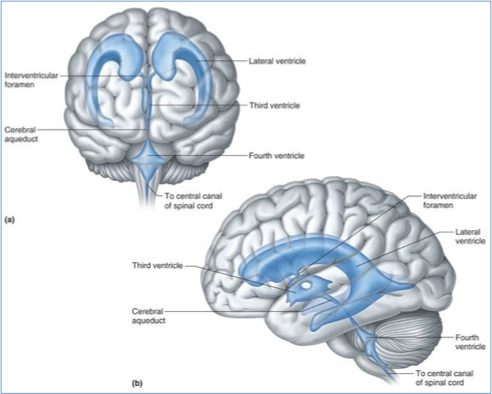 <p>cerebrospinal fluid (CSF)</p>