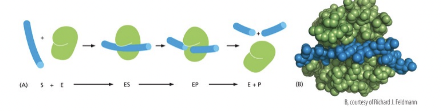 <p>How do enzymes lower activation energy?</p>