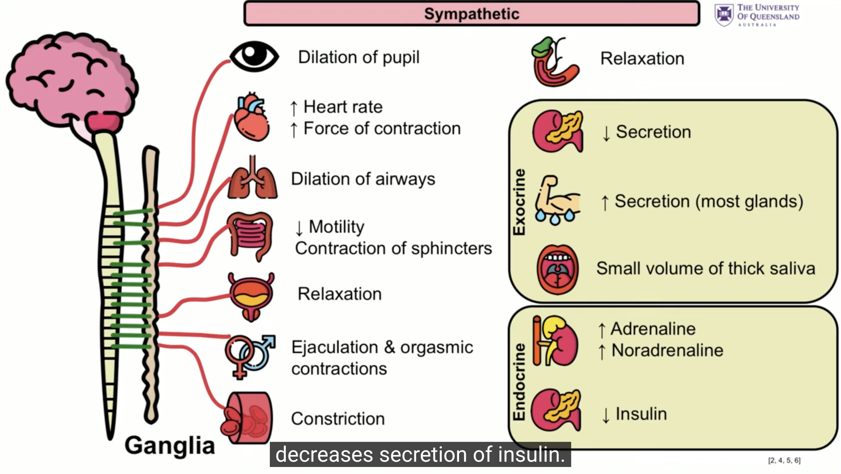 <ul><li><p>pupil dilation</p></li><li><p>increase heart rate and contraction</p></li><li><p>blood vessel constriction</p></li><li><p>increase sweat secretion</p></li><li><p>airway dilation</p></li><li><p>decrease motility</p></li><li><p>decreased bladder and GI activity</p></li><li><p>adrenaline and noradrenaline secretion</p></li></ul><p></p>
