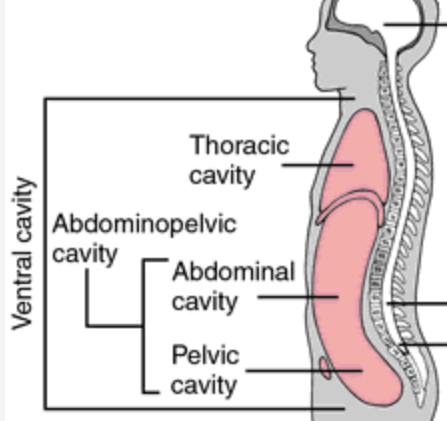 <p>located on the anterior aspect of the trunk and is comprised of the thoracic and abdominopelvic cavities separated by the diaphragm </p>