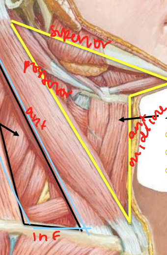 <ul><li><p>anterior: midline</p></li><li><p>superior: mandible</p></li><li><p>posterior: SCM</p></li></ul><p></p>
