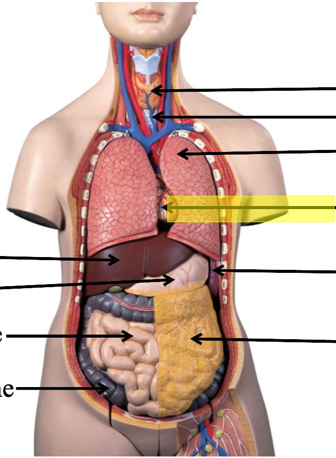 <p>identify the body cavity</p>