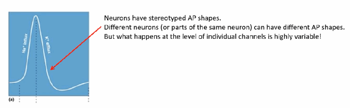 <p>Individual channels open at unpredictable times and durations (stochastic), and different neurons (or different regions of the same neuron) can even have different overall AP shapes. But because there are typically very many (up to several thousand per µm² at the nodes of Ranvier) channels opening together, these individually random events sum together and smooth out into the clean, reproducible AP trace we observe.</p>