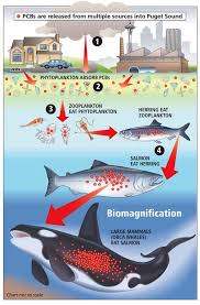 <p>Concentration of fat soluble compounds like methylmercury and POPs <strong>increase as they go up in the food chain</strong>. Begins in plants by entering sediments in soil. Because organisms in<strong> higher trophic levels</strong> have to eat more b/c <strong>of the 10% rule</strong> = more of this fat soluble compounds.<strong> DDT</strong> (causes thinning in eggshells of eagles and lead to massive eagle decline) is banned in many nation, but still persists in sediments of many bodies of water. Mercury → methylmercury is also taken into the food web. <strong>We can get these chemicals by eating large predatory fish.</strong></p>