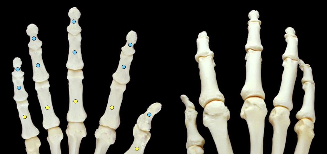 <p>distal, middle & proximal</p>