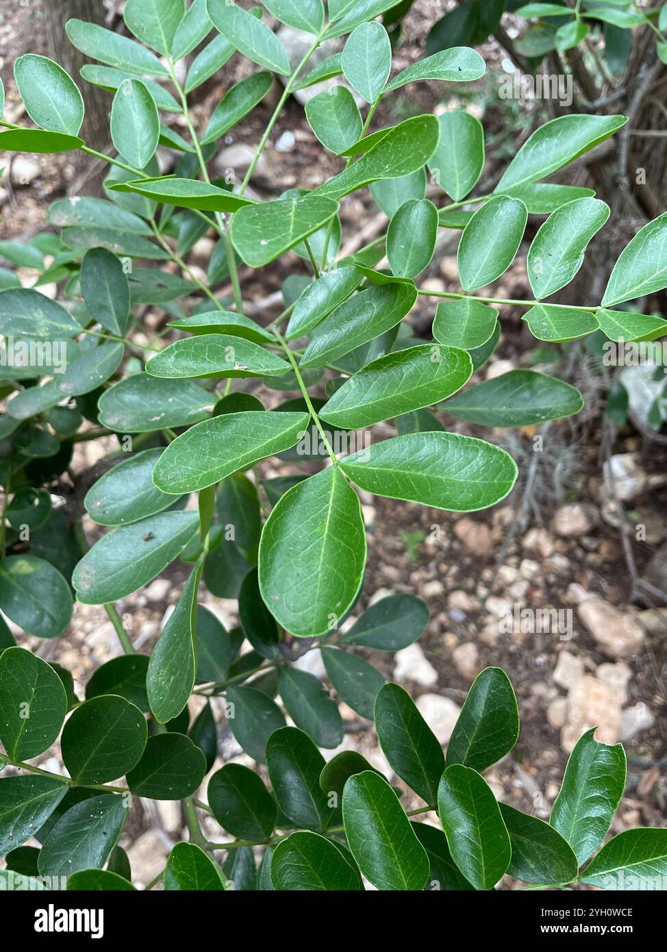 <p>Texas mountain-laurel</p>