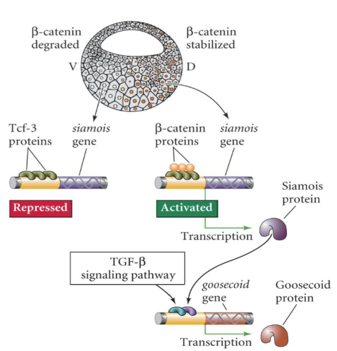 <p>-<strong>B-catenin</strong> complexes with <strong>Tcf-3 </strong>and binds to promoters of organizer genes like <strong>Siamois</strong>, which binds to goosecoid promoter. <strong>Goosecoid</strong> activates other organizer genes</p>
