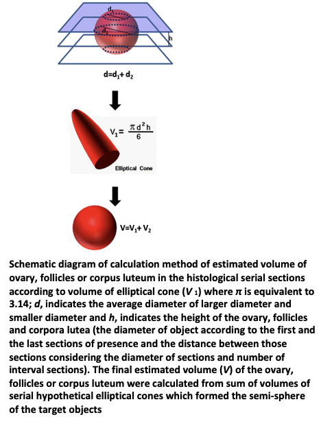 <ul><li><p>The ovarian follicle population in PCOS also is distinctive in that <strong><em>histomorphometric studies</em></strong> have revealed a twofold to threefold increase in the numbers of primary, secondary, and tertiary follicles compared to those of the normal ovary</p></li><li><p>Whether the ovaries are endowed with a greater number of follicles or whether the rate of programmed cell death is decelerated compared to the normal ovary has not been systematically studied</p></li></ul><p></p>