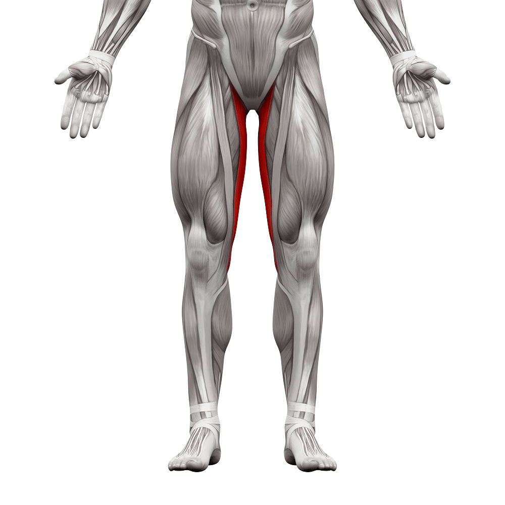 <p>medial inner thigh </p>