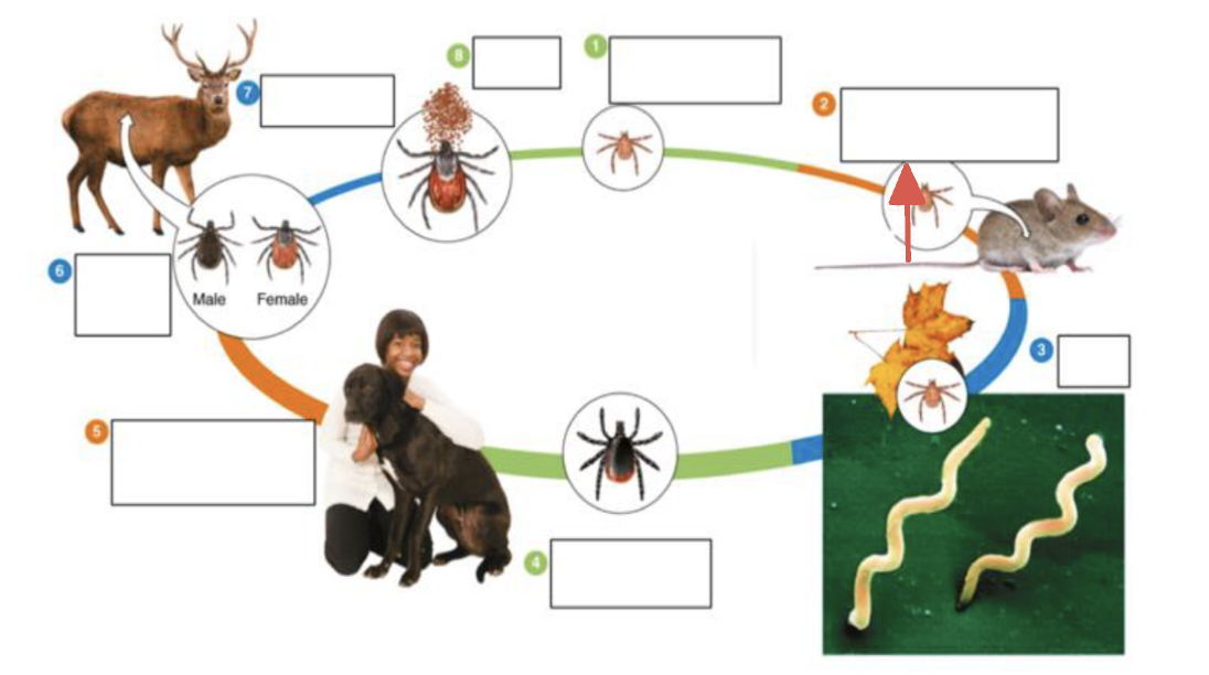 <p>tick vector stage?</p>