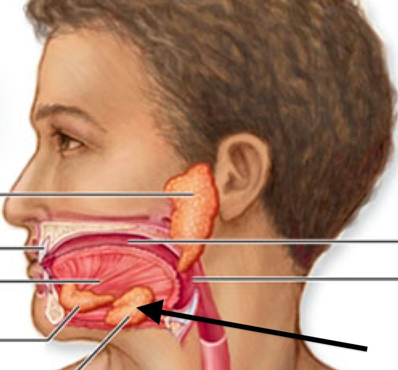 <p>located on the floor of the mouth near the mandible</p>