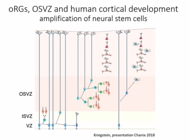 <p>neurale stam cellen muis vs humaan ; osvz en org (brg)</p><p>lichtblauw = org’s</p><p></p><p>org’s ze springen steeds een stukje en daarna delen ze!!</p>