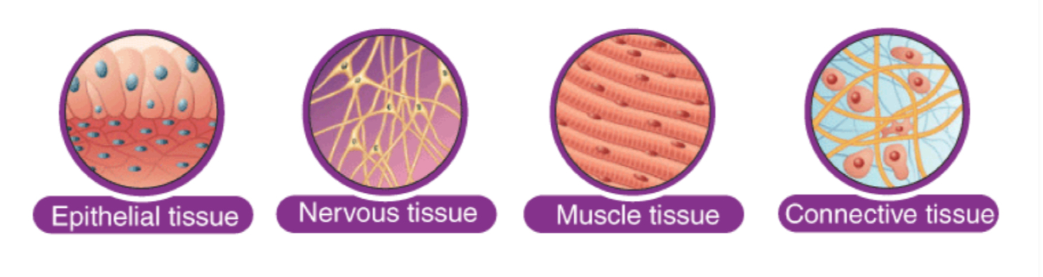 <ol><li><p>Epithelial Tissue</p></li><li><p>Nervous tissue </p></li><li><p>Muscle tissue </p></li><li><p>Connective tissue</p></li></ol><p></p>