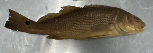 <p>Sciaenidae</p>