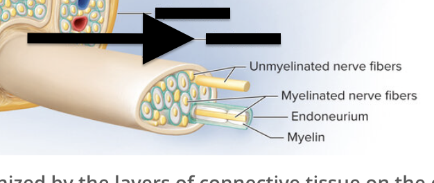 <p>Connective tissue sleeve surrounding a nerve fascicle</p>