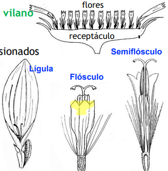 <ul><li><p>1.500 géneros, c. 30.000 especies: <strong>familia más diversa</strong> (junto a Orchidaceae)</p></li><li><p>Hierbas, arbustos y pequeños árboles, con hojas alternas o en roseta basal, a veces, espinosas(“cardos”)</p></li><li><p>Inflorescencia en <strong>capítulo</strong>: receptáculo con flores y rodeado de brácteas</p></li><li><p><strong>Flores pentámeras</strong>: cáliz no visible, que forma el <strong>vilano </strong>(dentado o plumoso) y 5 pétalos soldados:</p><ul><li><p><strong>flores flósculos</strong>: de corola tubulosa y actinomorfa</p></li><li><p><strong>flores liguladas</strong>: lengüeta con todos los pétalos fusionados</p></li><li><p><strong>flores semiflósculos</strong>: lengüeta de tres dientes</p></li></ul></li></ul><ul><li><p><strong>Androceo </strong>de <strong>5 estambres soldados </strong>por las anteras (<strong>singénesicos</strong>); filamentos libres (salvo excepciones: Silybum spp), insertos en la corola.</p></li><li><p><strong>Gineceo ínfero</strong> de <strong>2 carpelos soldados, </strong>unilocular, cuyo estilo largo pasa por el centro del tubo que forman las anteras y presenta <strong>2 estigmas curvados</strong> hacia fuera.</p></li><li><p>Fruto tipo <strong>aquenio </strong>(cipsela)</p></li></ul><p></p>