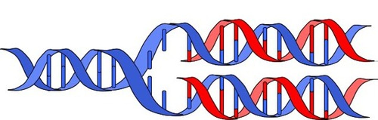 <p>New DNA molecules after replication consist of one parental strand from the original molecule and one newly synthesized daughter strand.</p>