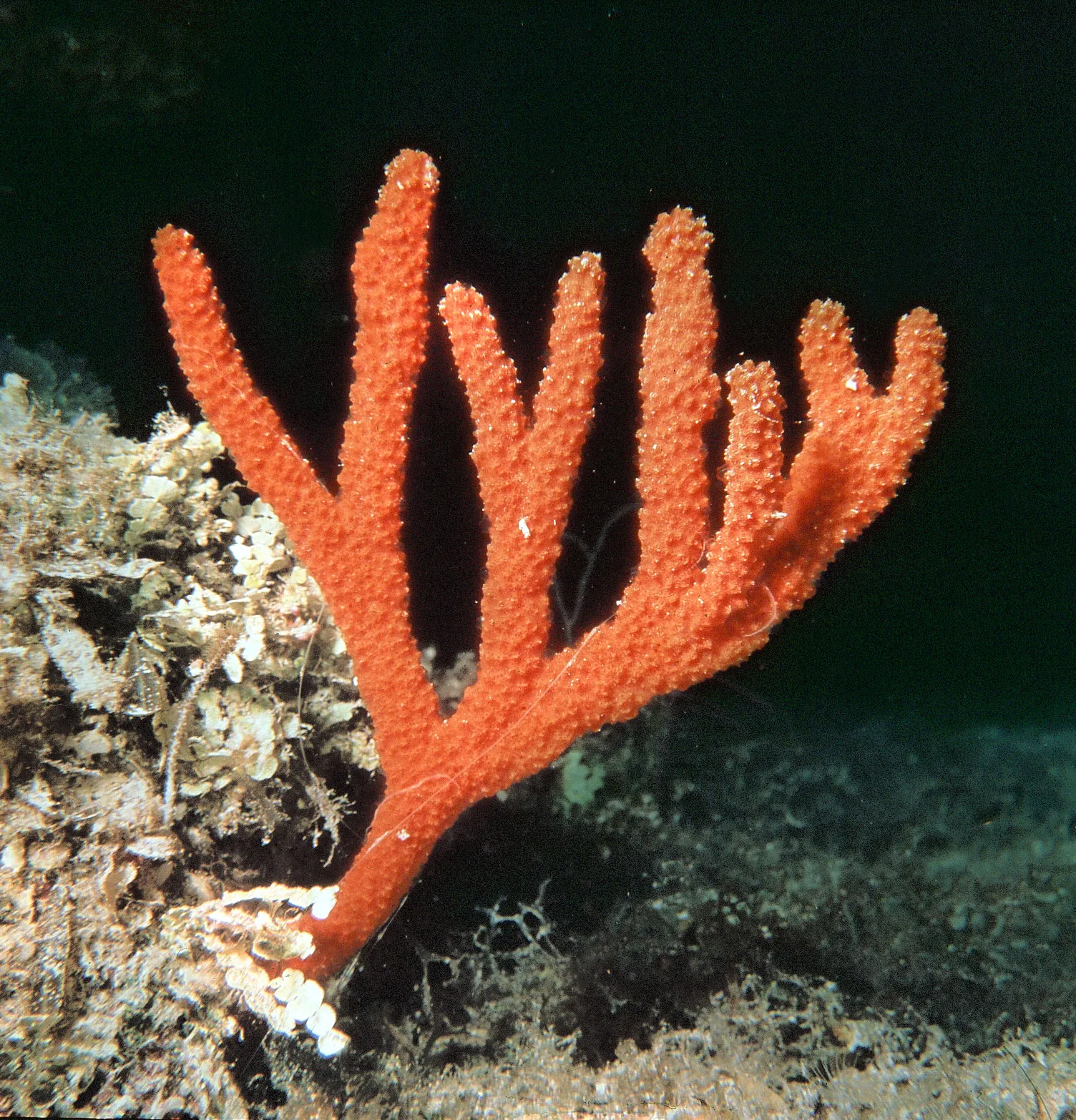 <p>what characteristic sets sponges apart from metazoa?</p>