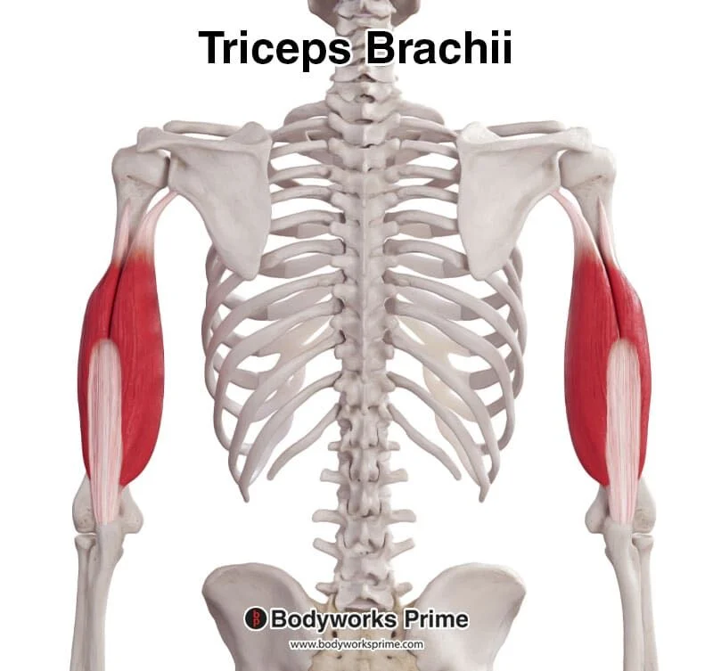 <p>Triceps brachii* (Muscles of the posterior arm - forearm movement 1 of 1):</p><p>What is OIA<span style="color: rgb(238, 11, 11);">A</span>?</p>