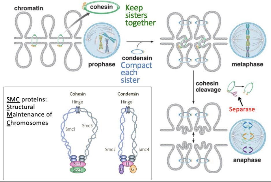 <p>A “Structural Maintenance of Chromosomes” (SMC) protein</p><ul><li><p>coordinated with cohesin but has distinct function </p></li></ul><p>Condesin compacts each chromatid into an organized <em>mitotic</em> chromosome</p><p>Is loaded before S phase </p><ul><li><p>condensation vs decondenstaion </p><ul><li><p>chromosome compaction changes as cell progresses through cell cycle…</p><ul><li><p>chromatin remains relatively decondensed during interphase (when DNA must support transcription and replication) … but becomes highly condensed during mitosis (condensation produces discrete sister chromatids that the spindle can segregate without extensive tangling)</p></li></ul></li></ul></li></ul><p></p>