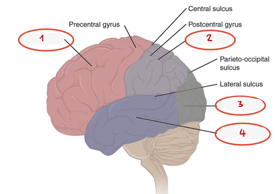 <p>4? </p>